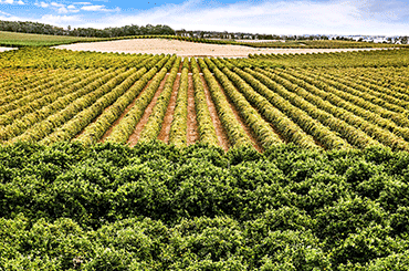 Deaking Estate Vineyards